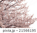 満開の桜の木2 21566195