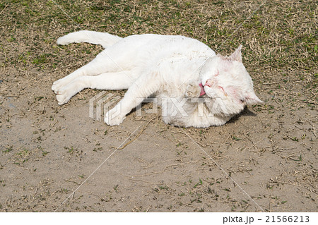 外で寝転び 手を舐める白猫 飼い猫 の写真素材