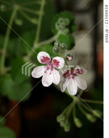 エロディウム・ぺラルゴニフォーラム 21566638