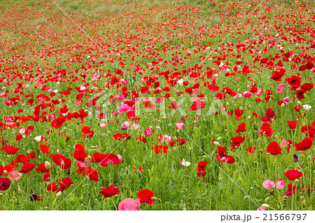 シャーレーポピー 赤いポピーの花の写真素材