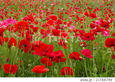 シャーレーポピー 赤いポピーの花の写真素材