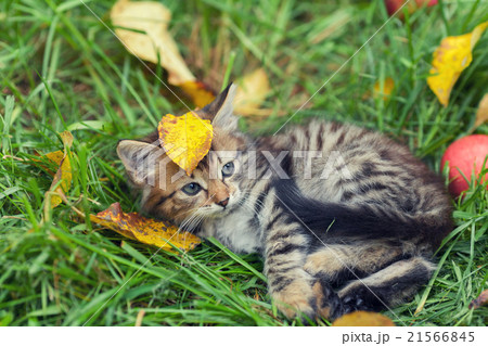 Kitten lying on the grass with fallen leaves Kitten lying on the grass with fallen leaves 21566845