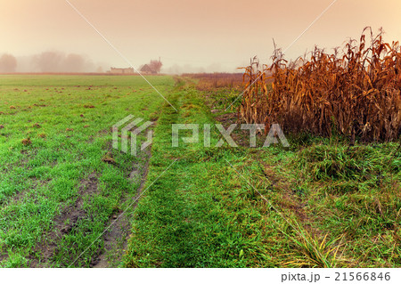 Misty morning in countryside. 21566846