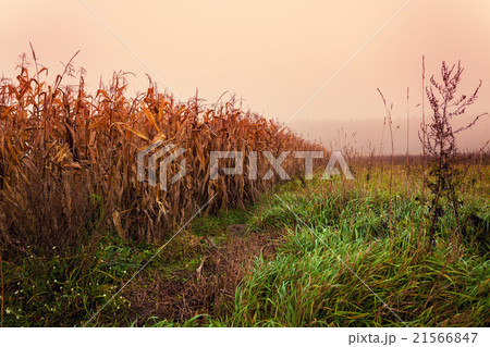 Mist over field with maize Mist over field with maize 21566847