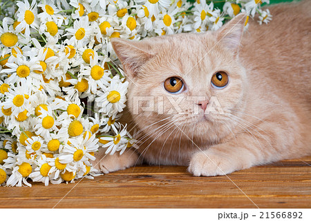 Portrait of the cat with flowers 21566892