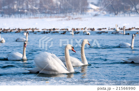Swans Swans 21566990