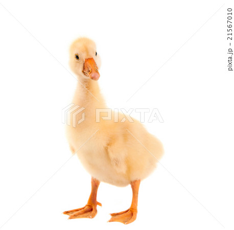 a young goose a young goose 21567010