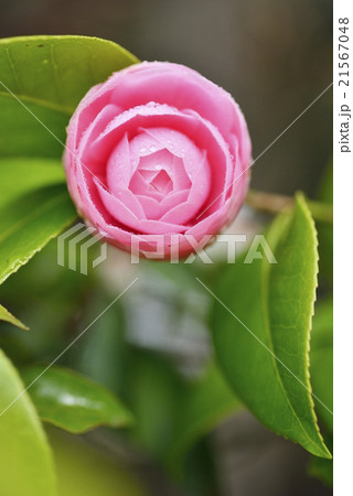 オトメツバキ オトメツバキ 21567048