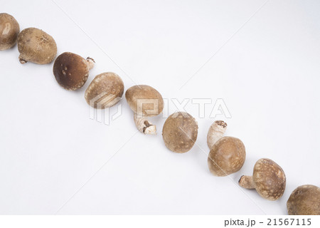 一列に並んだしいたけ 21567115