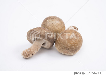 しいたけ しいたけ 21567116