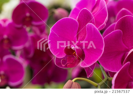 Purple orchid 21567537