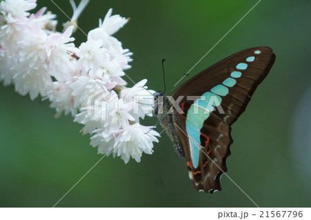 青条揚羽と更紗空木 青条揚羽と更紗空木 21567796