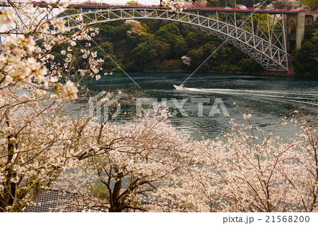 桜と西海橋 桜と西海橋 21568200