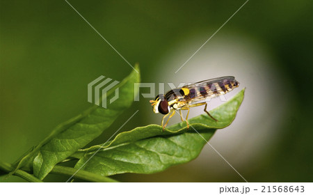 side of wild fly diptera syrphidae 21568643