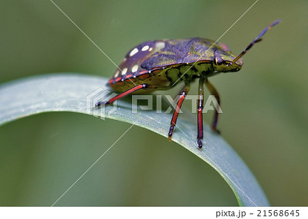 side of wild fly hemiptera  on a green leaf 21568645