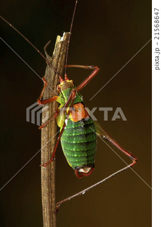 close up of grasshopper  Tettigoniidae on 21568647
