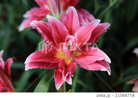 Pink lily flower with shallow depth of field. Pink lily flower with shallow depth of field. 21568758