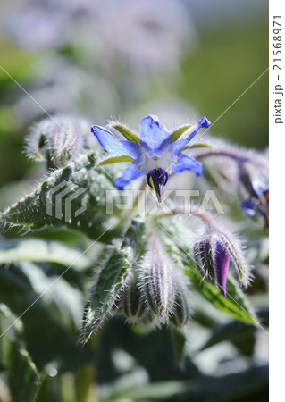 ボリジの花 21568971
