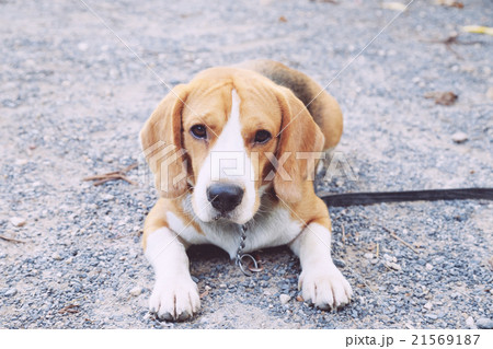 nice beagle dog boy looking nice beagle dog boy looking 21569187
