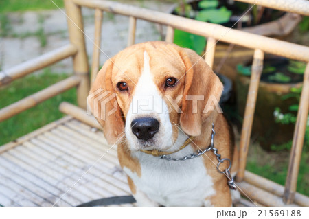 nice beagle dog boy looking nice beagle dog boy looking 21569188