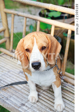 nice beagle dog boy looking 21569189