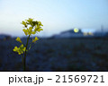 日没後の菜の花 21569721