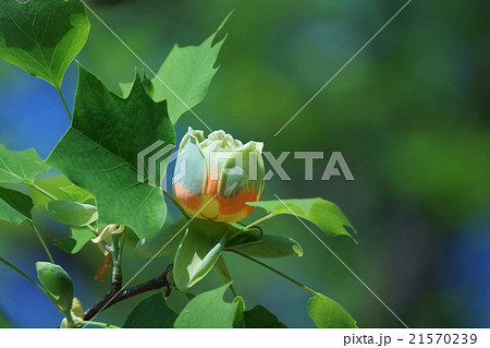 百合の木ユリノキ 花言葉は 田園の幸福 の写真素材