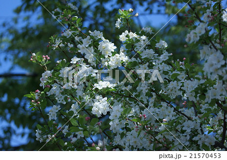 姫林檎 花言葉は 永久の幸せ の写真素材 21570453 Pixta