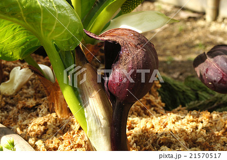 ザゼンソウ ザゼンソウ 21570517