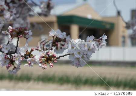 桜 21570699