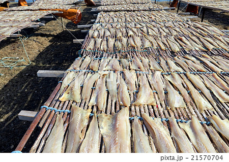 白老 虎杖浜 海辺に干されている魚(スケソウダラ) 白老 虎杖浜 海辺に干されている魚(スケソウダラ) 21570704
