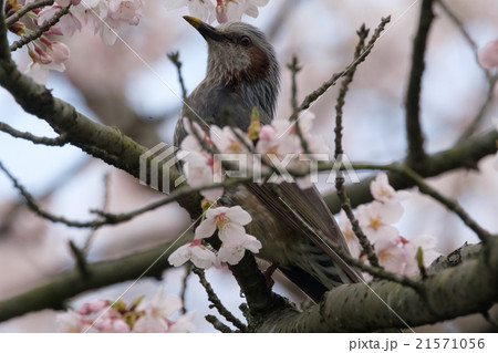 ヒヨドリと桜 21571056