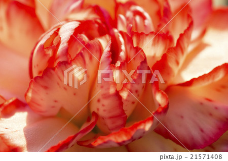 Carnation flower macro 21571408