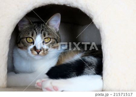キャットハウスに引きこもる猫 21571517