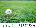 一輪の綿毛タンポポ 21571549