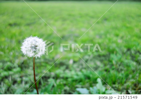 一輪の綿毛タンポポ 21571549