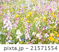 春の彩り 21571554