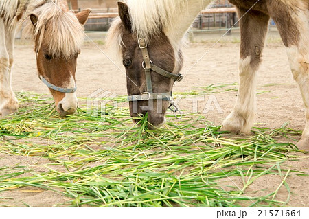 えさを食べる馬の写真素材