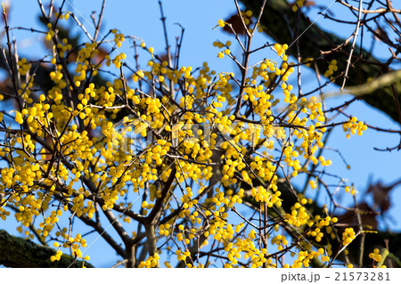 Yellow loranthus berris 21573281