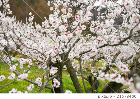 満開の杏子の花 21573400