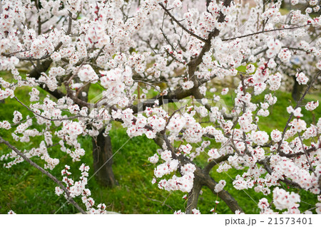 満開の杏子の花 21573401