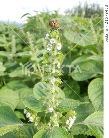 荏胡麻にトンボ 荏胡麻にトンボ 21573453