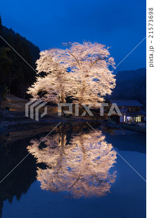 苗代桜  岐阜県下呂市 21573698