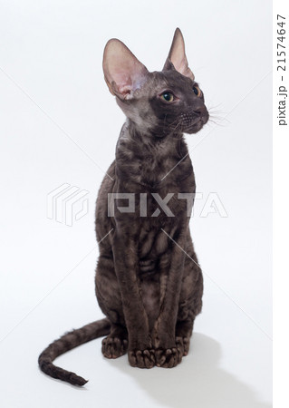 Black cat Cornish Rex 21574647