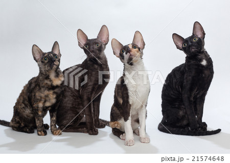 Four cats Cornish Rex 21574648