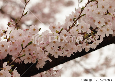朝日を浴びて生き生きとして浮かび上がったピンク色の花(桜:ソメイヨシノ) 21574703