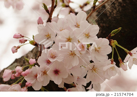 朝日を浴びて生き生きとして浮かび上がったピンク色の花(桜:ソメイヨシノ) 21574704
