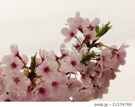 朝日を浴びて生き生きとして浮かび上がったピンク色の花(桜:ソメイヨシノ) 21574706