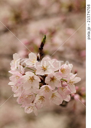 朝日を浴びて生き生きとし幻想的に浮かび上がったピンク色の花(桜:ソメイヨシノ) 朝日を浴びて生き生きとし幻想的に浮かび上がったピンク色の花(桜:ソメイヨシノ) 21574708
