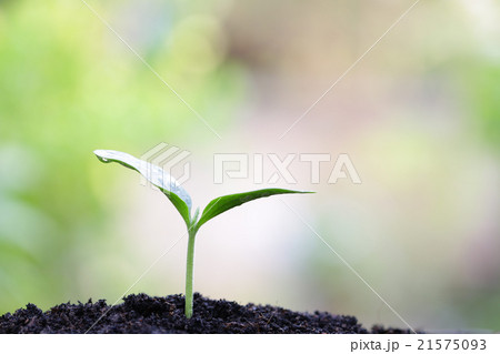 growing plants  21575093